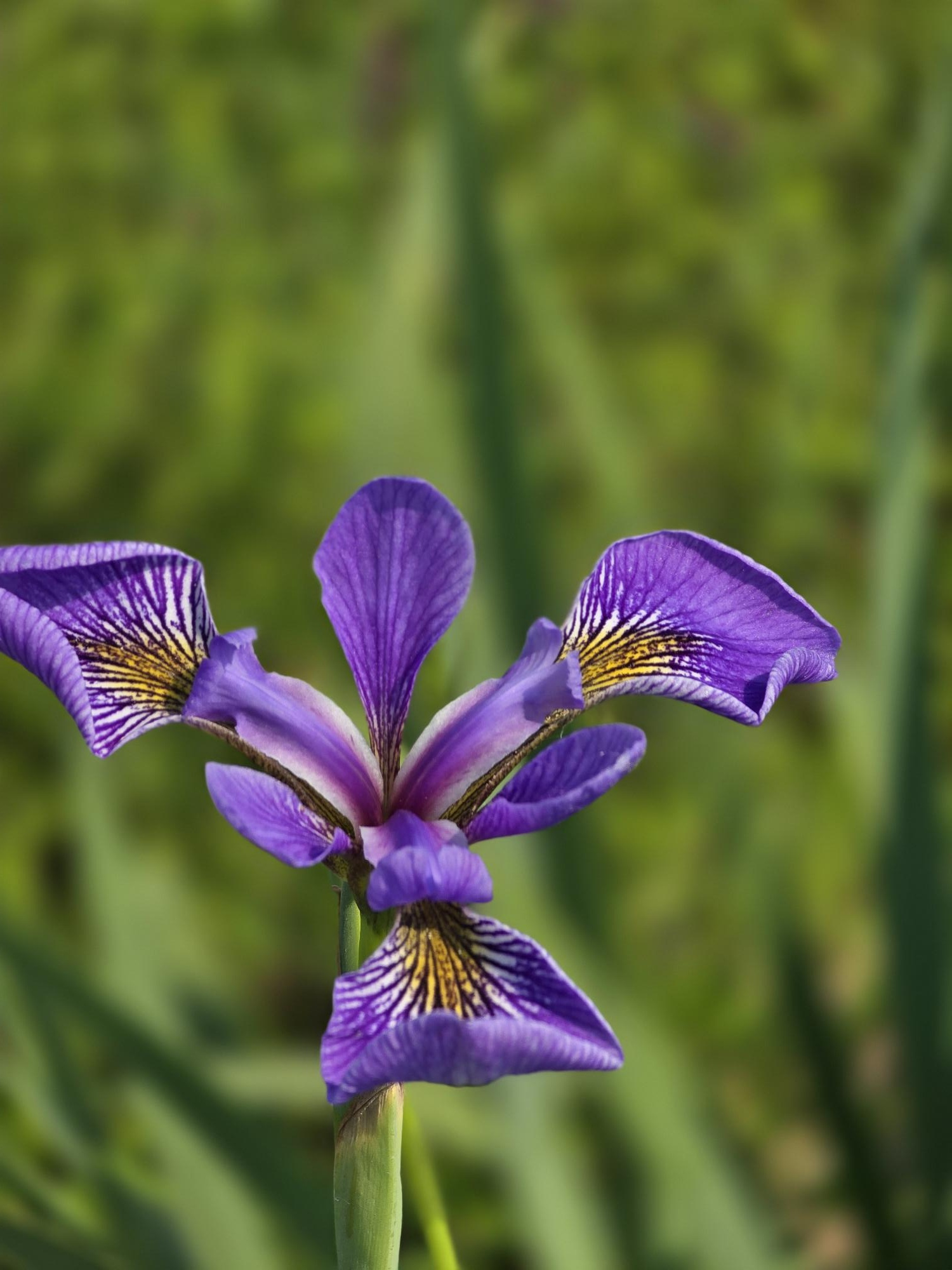Kayanase Nature