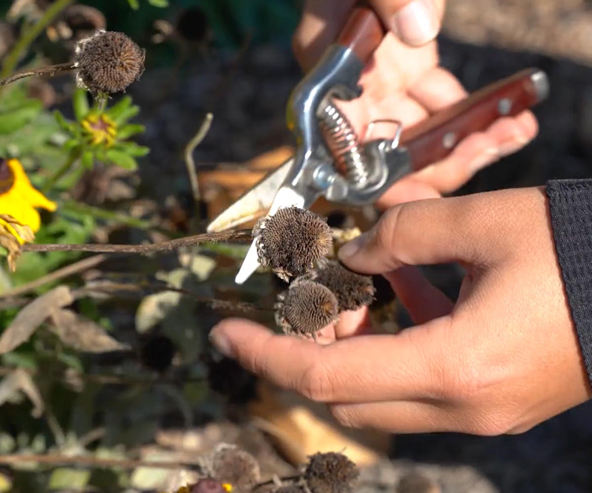 Collecting Native Seeds: A Beginner's Guide