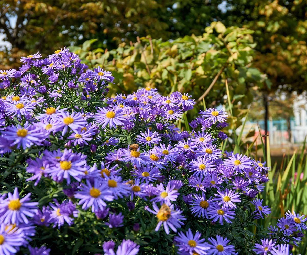 Season-by-Season Native Plants for an All-Year Landscape
