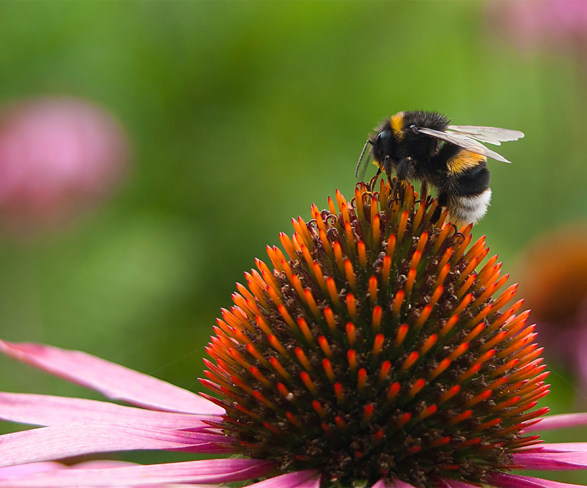 Spring Garden Clean Up: The BUZZ Around Protecting Our Pollinators  
