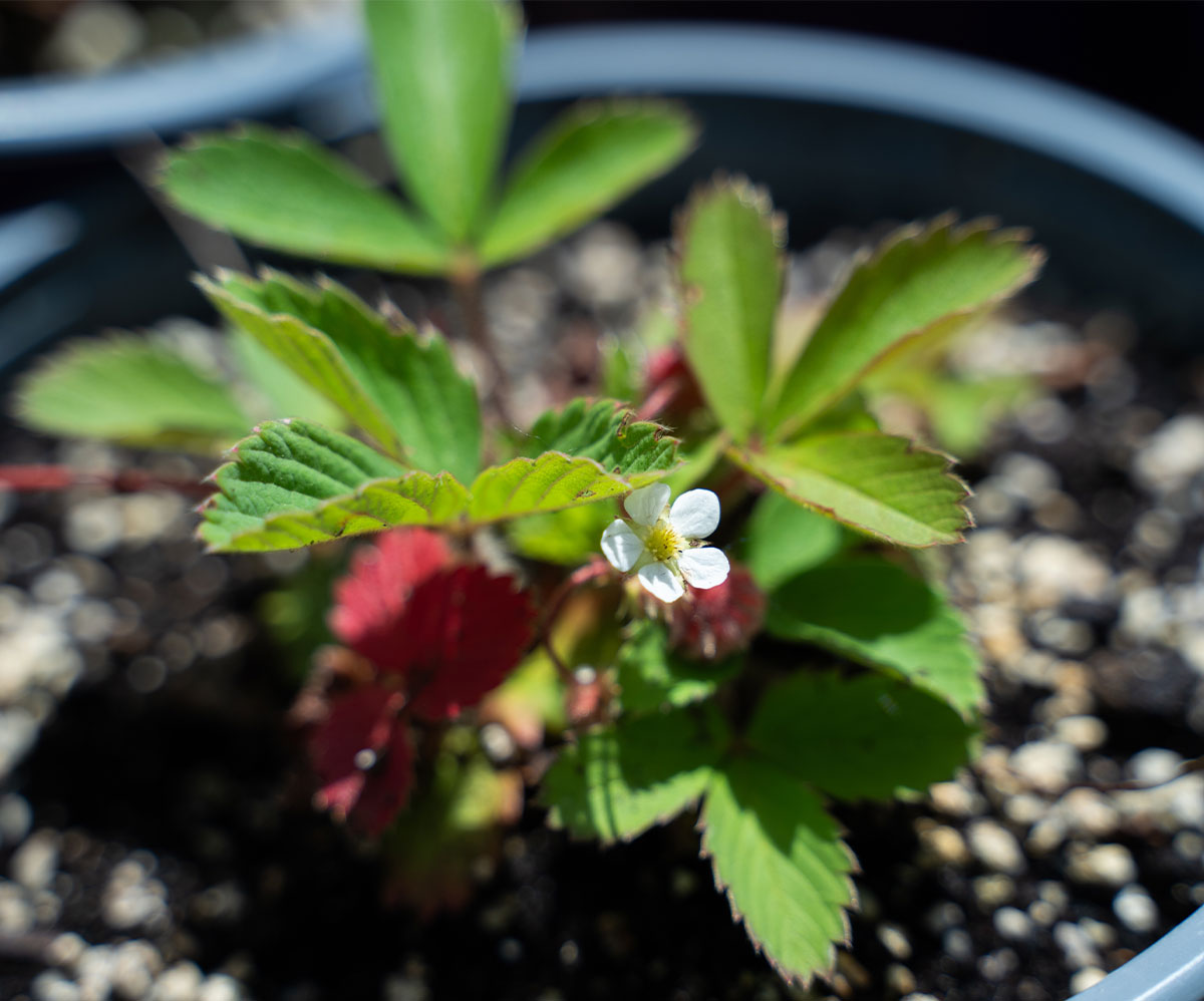 Welcoming Spring: Native Plants to Add to Your Garden
