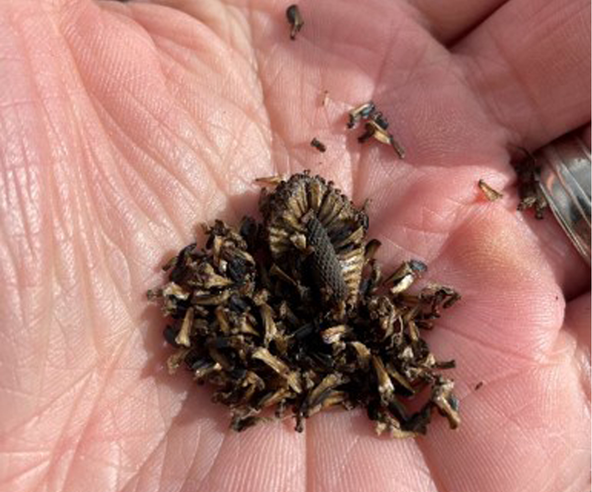 Growing Native: A Guide to Starting Native Plants from Seed This Winter