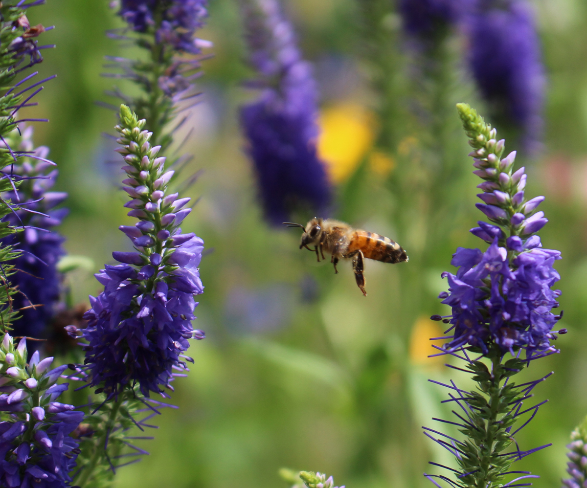 What to Plant in Your Garden to Support Pollinators