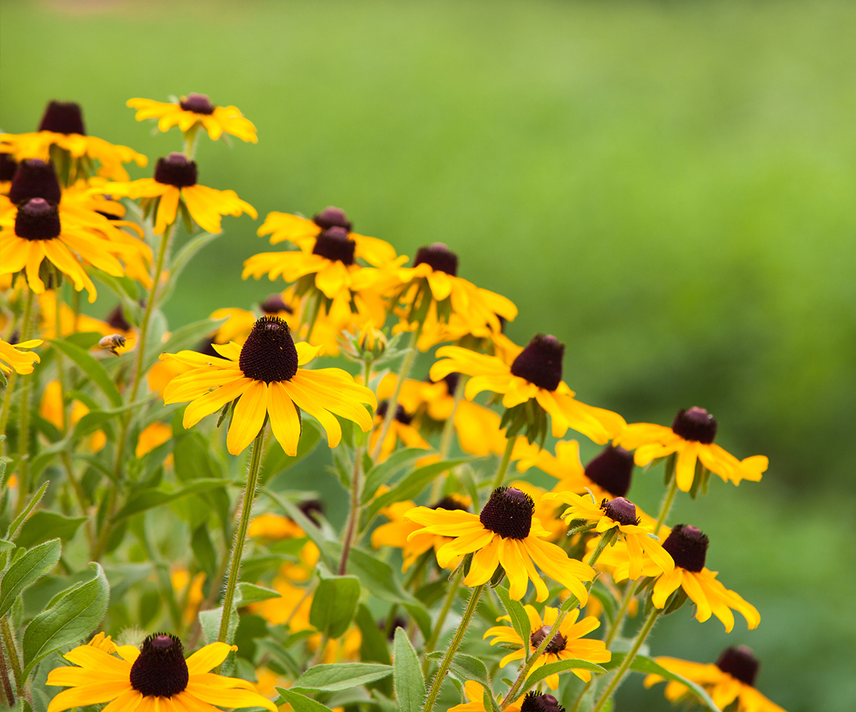 Creating a Native Flower Garden: Eco-Friendly AND Beautiful!