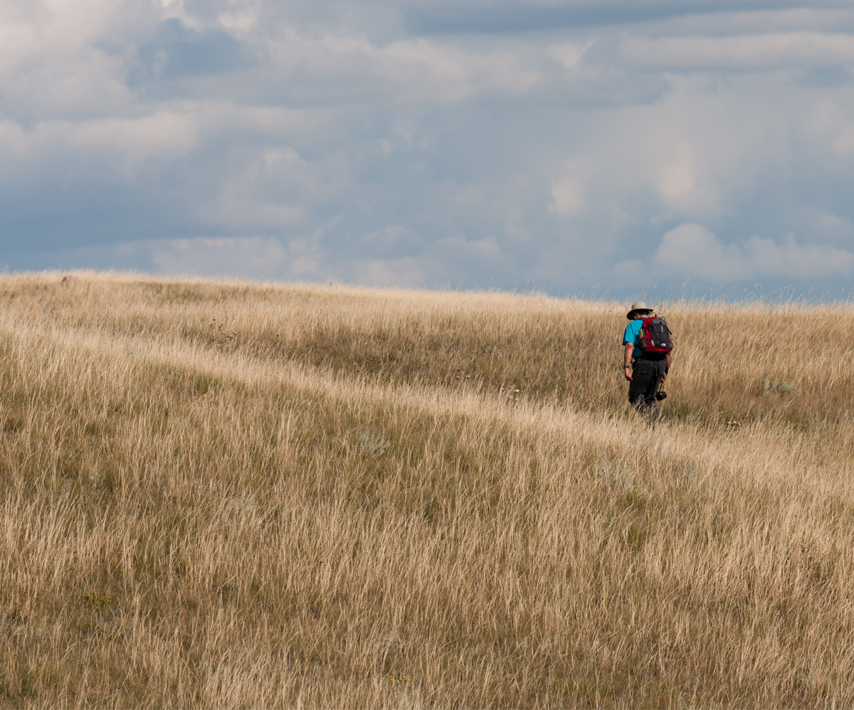 Native Grassland in Haldimand County by C. Blott (Haldimand Stewardship Council Inc.)