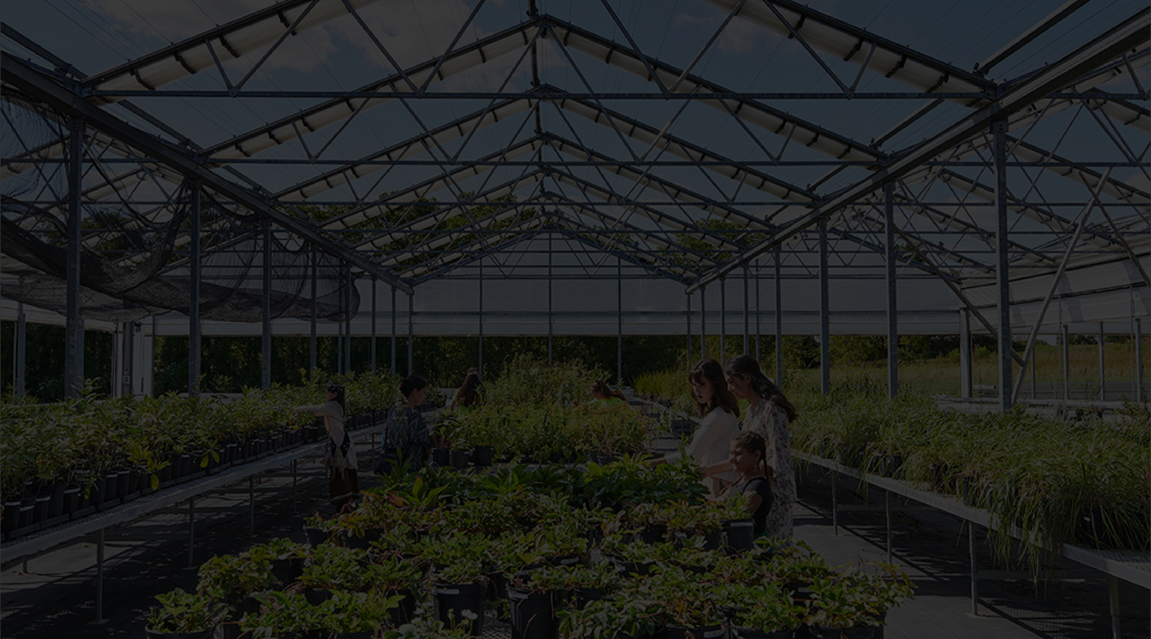 Kayanase Greenhouse Banner