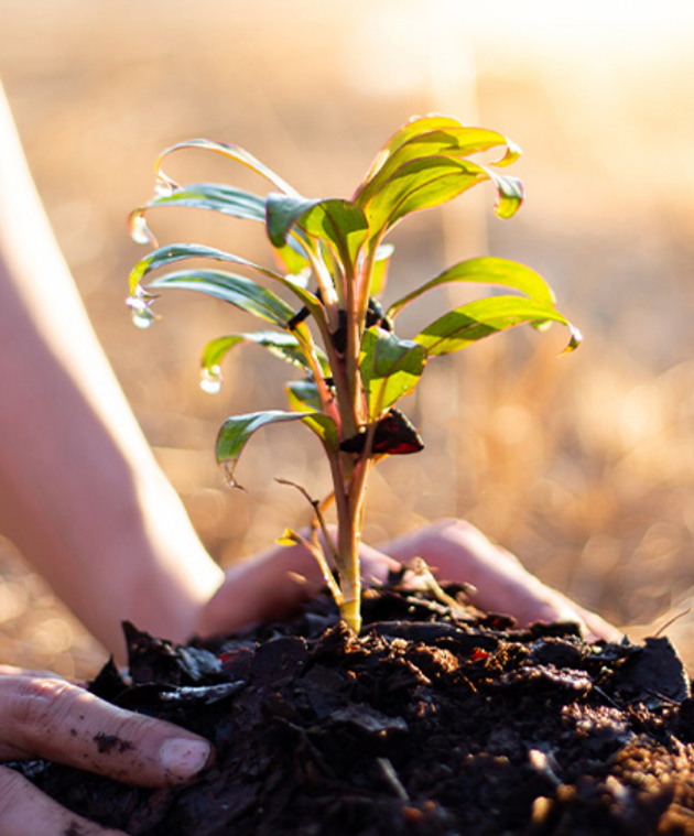 Eco Restoration