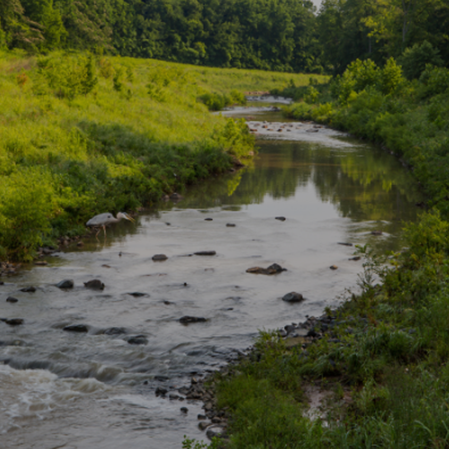 Habitat Restoration