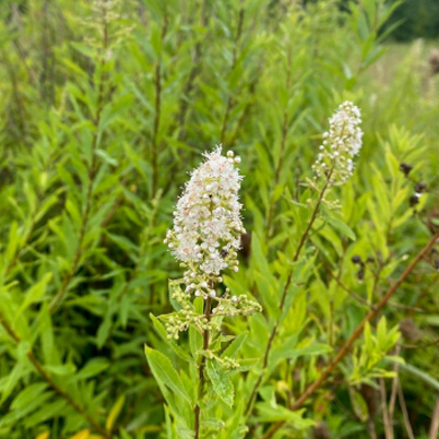 Meadowsweet
