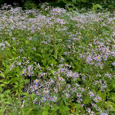 Aster Species