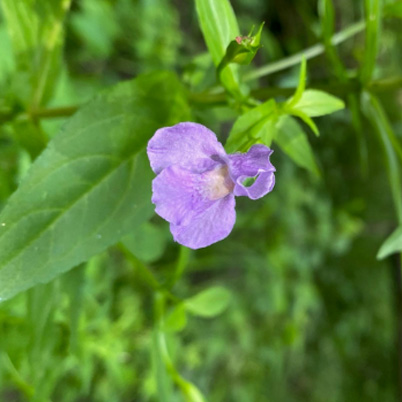 Monkey Flower