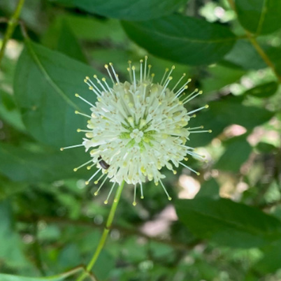 Buttonbush