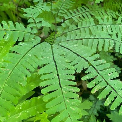 Maidenhair Fern