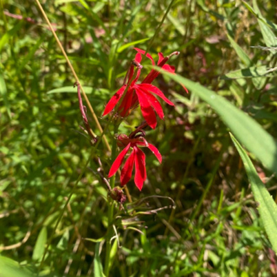 Cardinal Flower