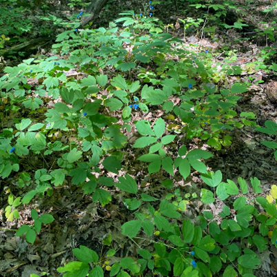 Blue Cohosh