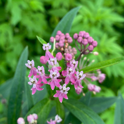Swamp Milkweed