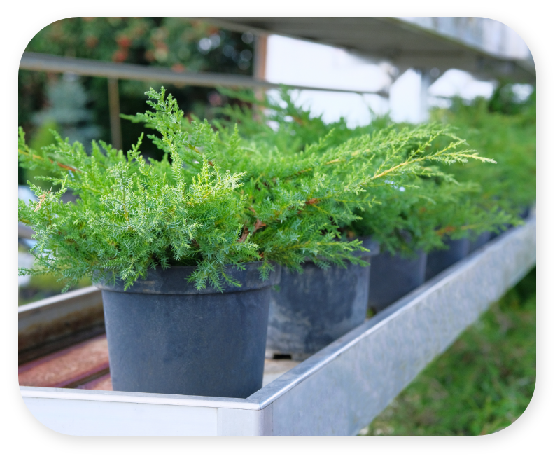 Small Trees
