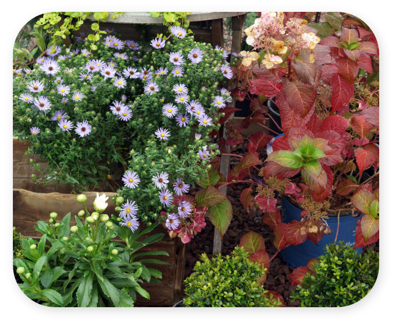 Perennials