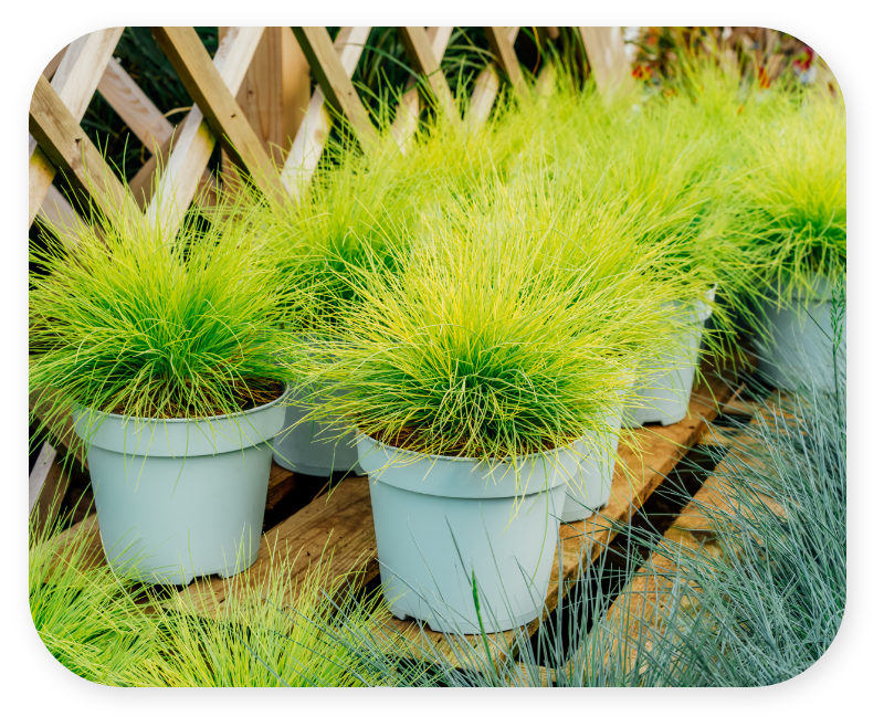 Grasses