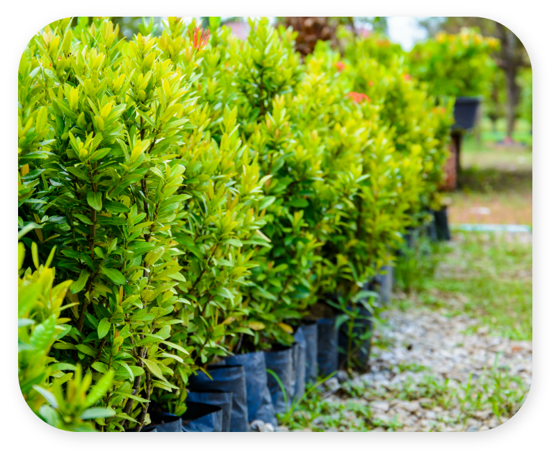 Shrubs