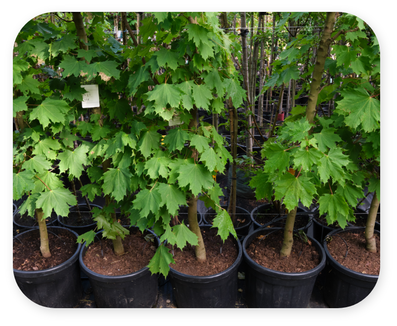 Large Trees