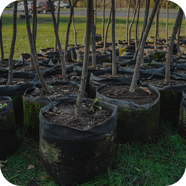 Large Scale Tree Planting