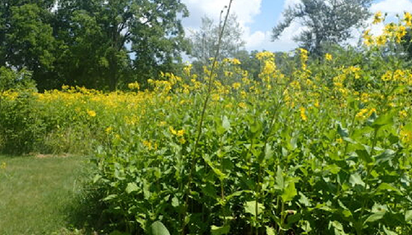 CHIEFSWOOD PARK POLLINATORS