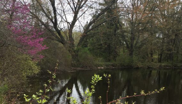 MOUNT PLEASANT NATURE AREA