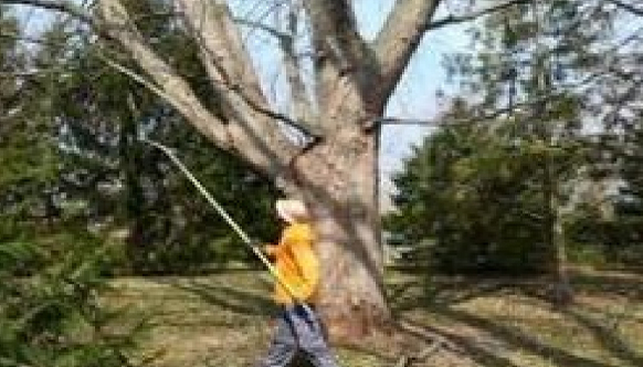 TREE PLANTING AND TRIMMING