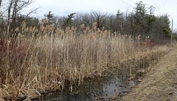 NATIONS ROADSIDE PHRAGMITES MAPPING