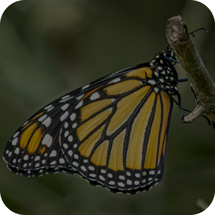 Wildlife Habitat