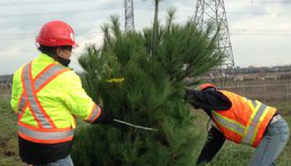 UNION GAS HAMILTON TO MILTON PIPELINE RESTORATION PLANTING AT PROGRESTON SWAMP & UNION GAS COATES NEIGHBORHOOD PARK TREE PLANTING